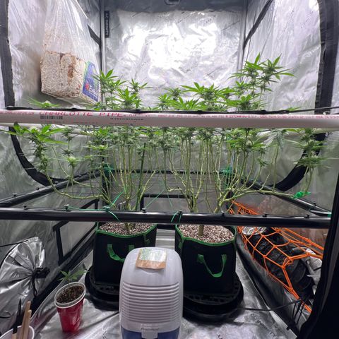 ILGM Banana Kush & Clone (Fem) growlog timeline photo