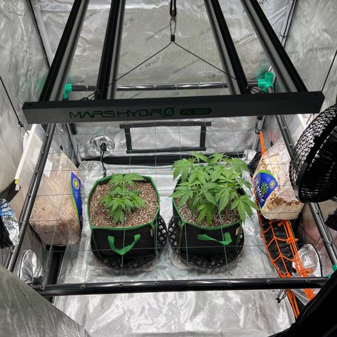 ILGM Banana Kush & Clone (Fem) growlog timeline photo