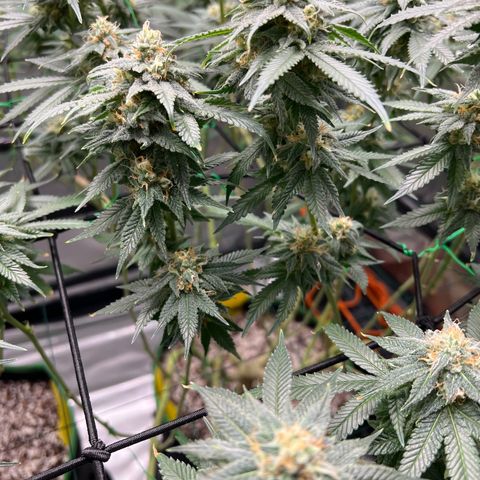 ILGM Banana Kush & Clone (Fem) growlog timeline photo