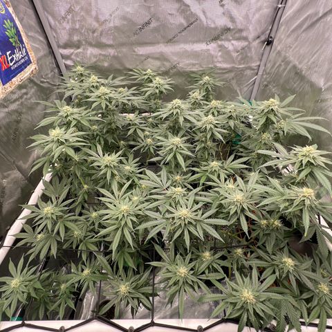 ILGM Banana Kush & Clone (Fem) growlog timeline photo