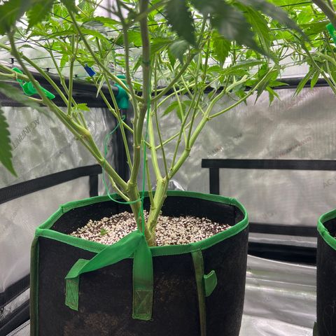 ILGM Banana Kush & Clone (Fem) growlog timeline photo