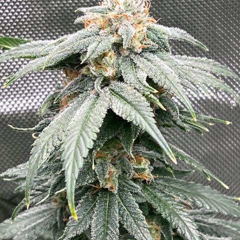 ILGM Banana Kush & Clone (Fem) growlog timeline photo