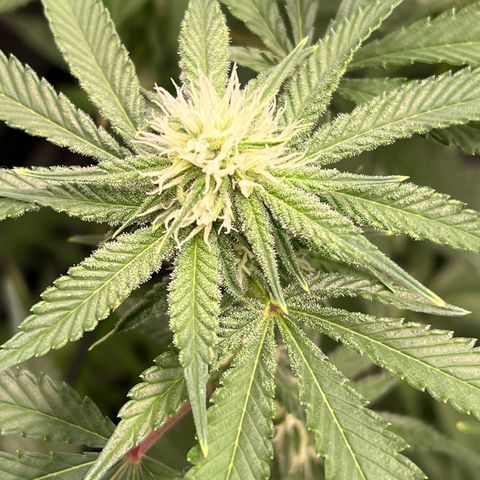 ILGM Banana Kush & Clone (Fem) growlog timeline photo