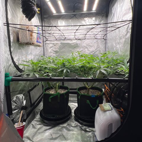 ILGM Banana Kush & Clone (Fem) growlog timeline photo
