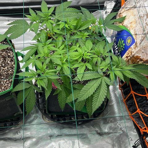 ILGM Banana Kush & Clone (Fem) growlog timeline photo