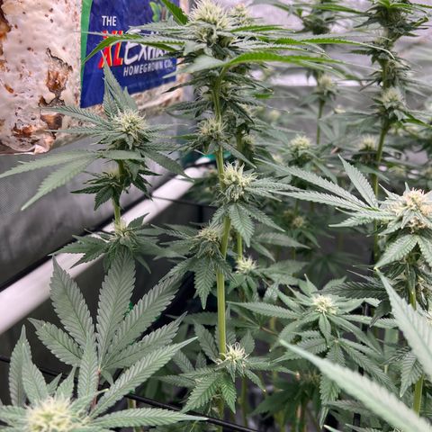 ILGM Banana Kush & Clone (Fem) growlog timeline photo