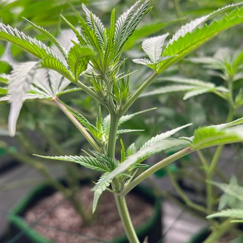 ILGM Banana Kush & Clone (Fem) growlog timeline photo