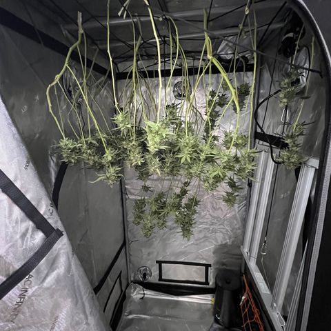 ILGM Banana Kush & Clone (Fem) growlog timeline photo