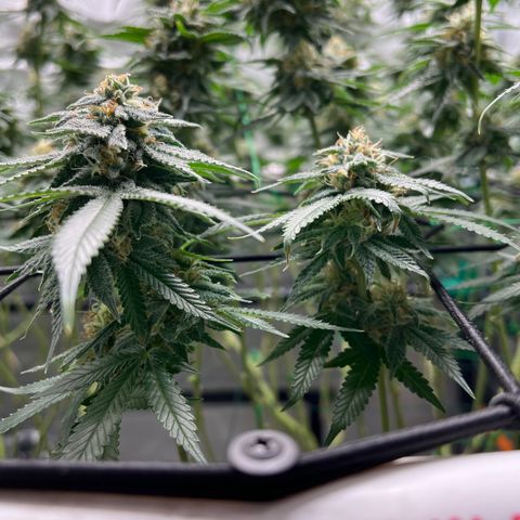 ILGM Banana Kush & Clone (Fem) growlog timeline photo