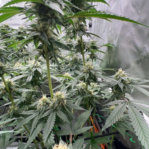ILGM Banana Kush & Clone (Fem) growlog timeline photo