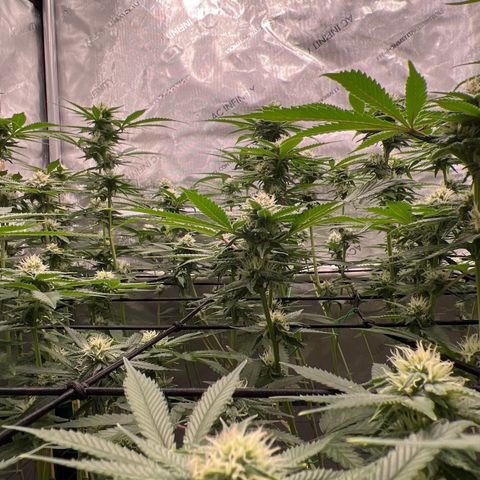 ILGM Banana Kush & Clone (Fem) growlog timeline photo
