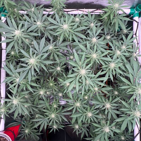 ILGM Banana Kush & Clone (Fem) growlog timeline photo