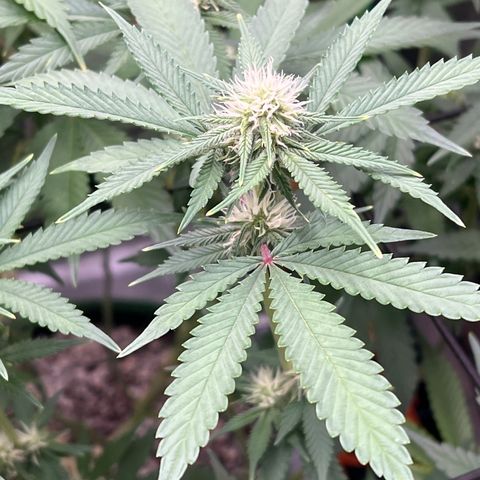 ILGM Banana Kush & Clone (Fem) growlog timeline photo