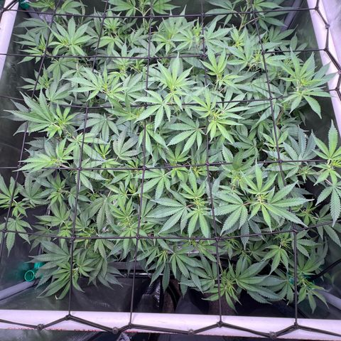ILGM Banana Kush & Clone (Fem) growlog timeline photo