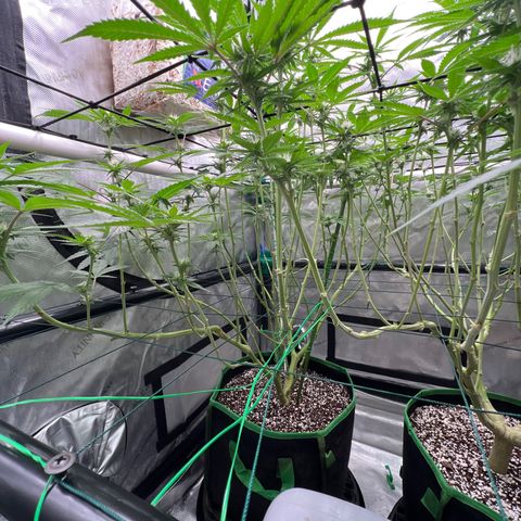 ILGM Banana Kush & Clone (Fem) growlog timeline photo
