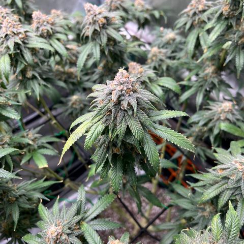 ILGM Banana Kush & Clone (Fem) growlog timeline photo