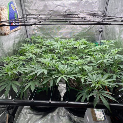 ILGM Banana Kush & Clone (Fem) growlog timeline photo