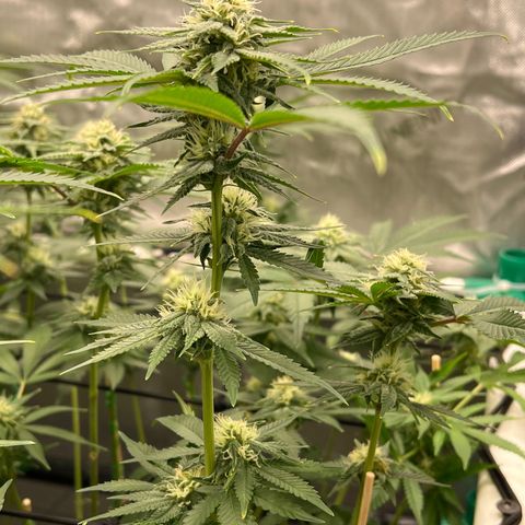 ILGM Banana Kush & Clone (Fem) growlog timeline photo