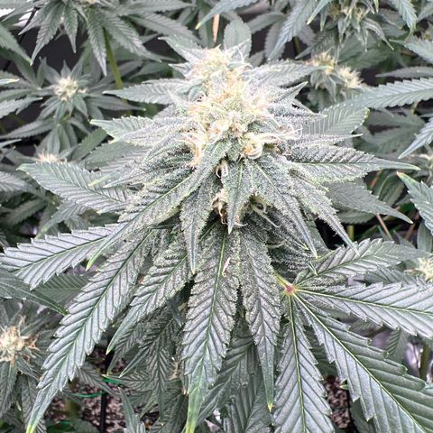 ILGM Banana Kush & Clone (Fem) growlog timeline photo