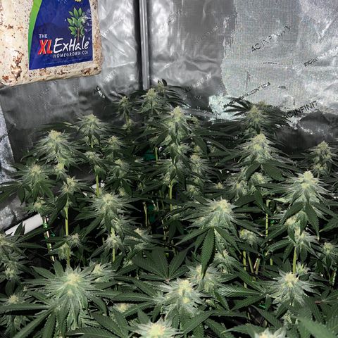 ILGM Banana Kush & Clone (Fem) growlog timeline photo