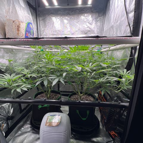 ILGM Banana Kush & Clone (Fem) growlog timeline photo