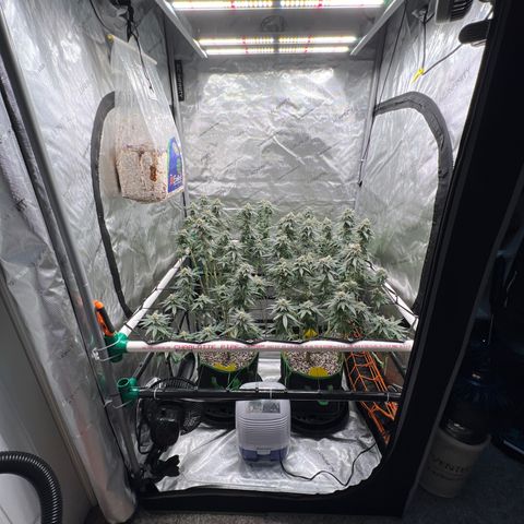 ILGM Banana Kush & Clone (Fem) growlog timeline photo