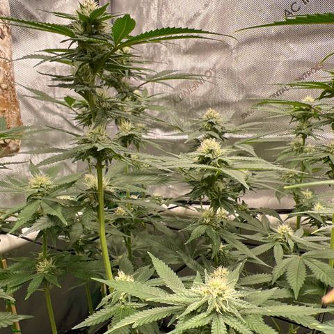 ILGM Banana Kush & Clone (Fem) growlog timeline photo