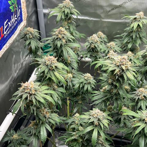 ILGM Banana Kush & Clone (Fem) growlog timeline photo