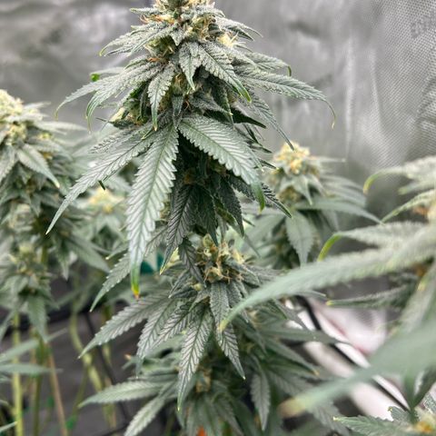 ILGM Banana Kush & Clone (Fem) growlog timeline photo