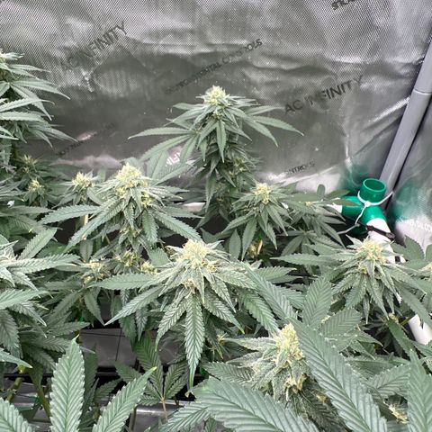 ILGM Banana Kush & Clone (Fem) growlog timeline photo