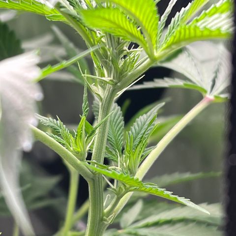 ILGM Banana Kush & Clone (Fem) growlog timeline photo