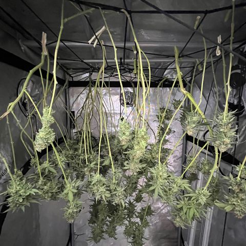 ILGM Banana Kush & Clone (Fem) growlog timeline photo