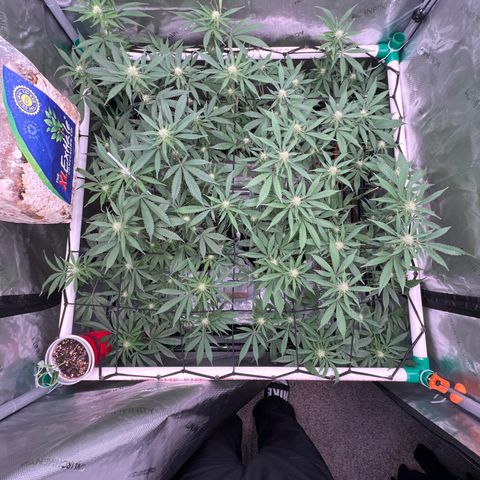 ILGM Banana Kush & Clone (Fem) growlog timeline photo