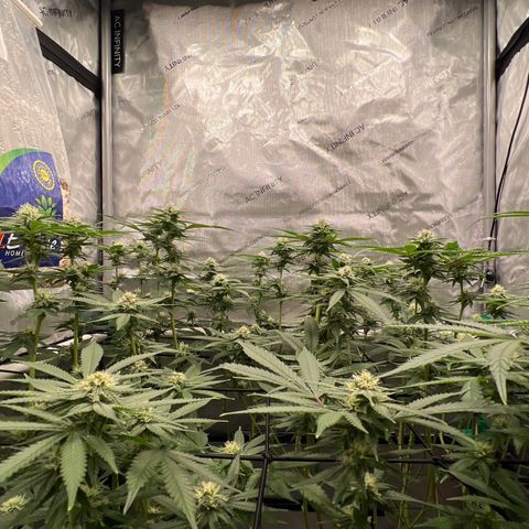 ILGM Banana Kush & Clone (Fem) growlog timeline photo