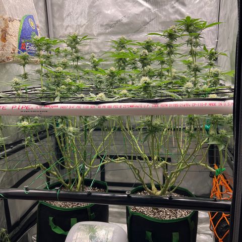 ILGM Banana Kush & Clone (Fem) growlog timeline photo