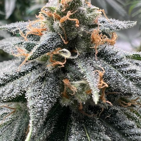 ILGM Banana Kush & Clone (Fem) growlog timeline photo