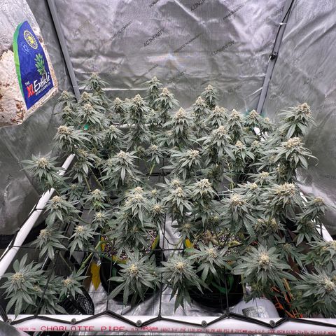 ILGM Banana Kush & Clone (Fem) growlog timeline photo