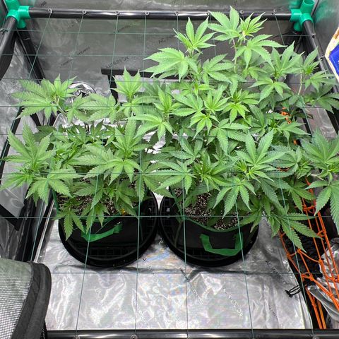 ILGM Banana Kush & Clone (Fem) growlog timeline photo