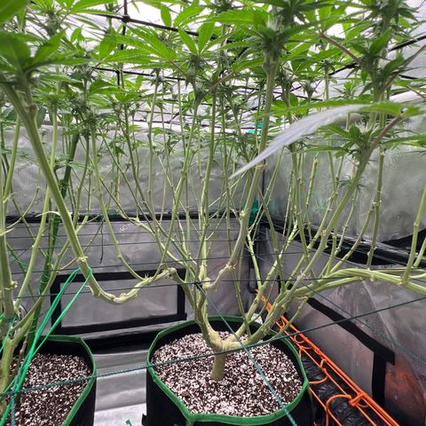 ILGM Banana Kush & Clone (Fem) growlog timeline photo