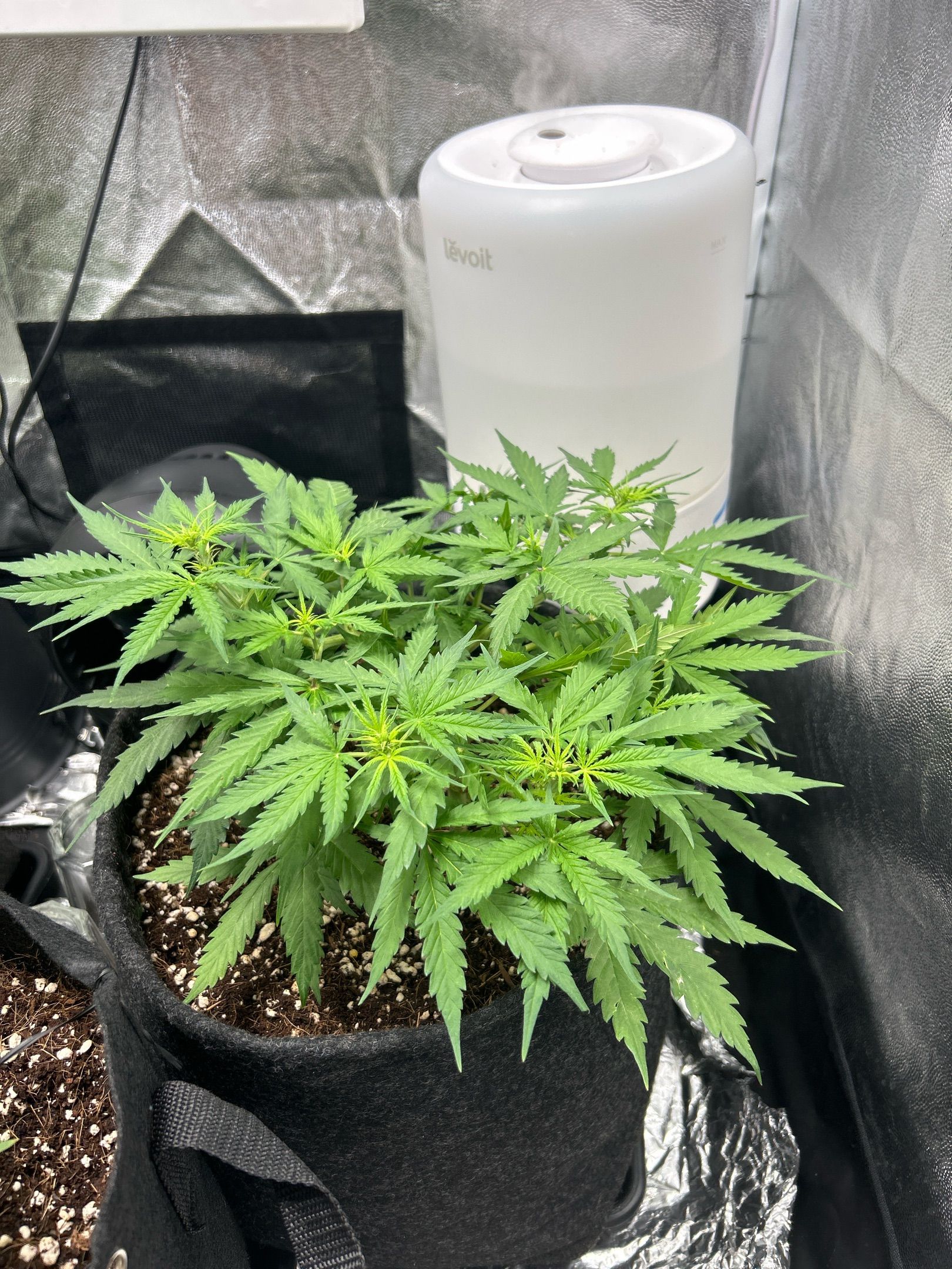 Skittlez#1 growlog header