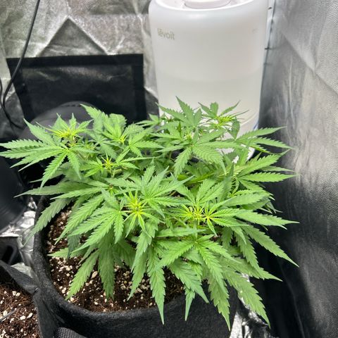 Skittlez#1 growlog photo
