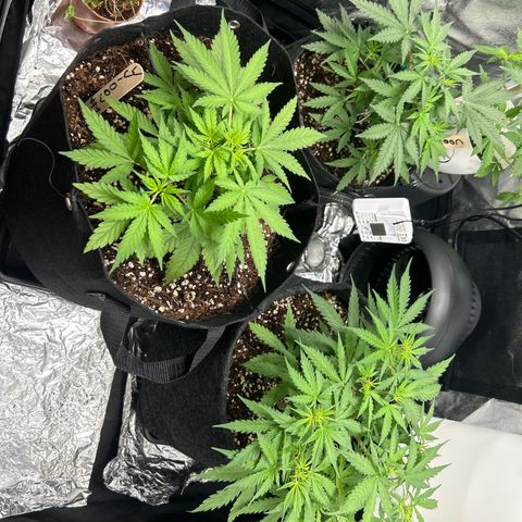 Skittlez#1 growlog photo
