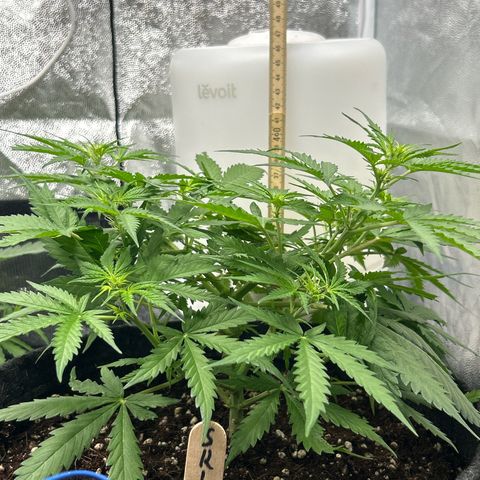 Skittlez#1 growlog photo