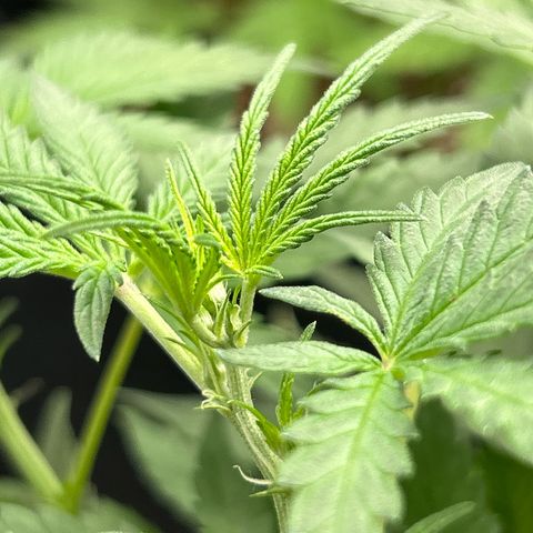 Cookies Autoflowering growlog timeline photo