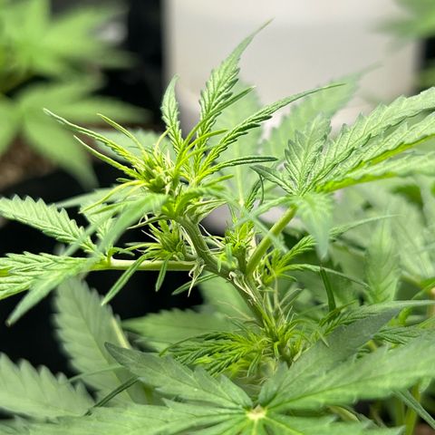 Skittlez#1 growlog photo