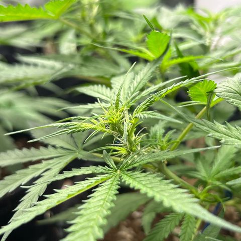 Skittlez#1 growlog timeline photo