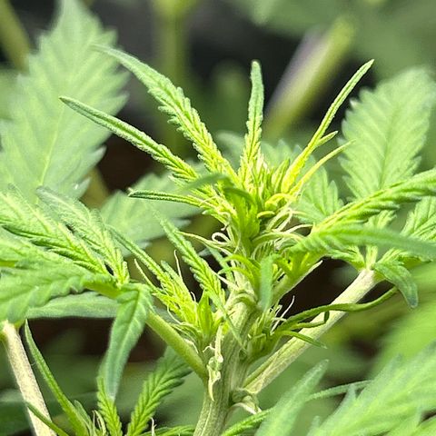 Skittlez#1 growlog timeline photo