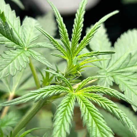 Cookies Autoflowering growlog timeline photo