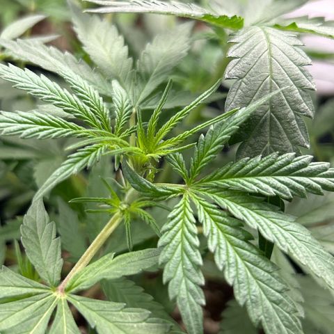 Cookies Autoflowering growlog timeline photo
