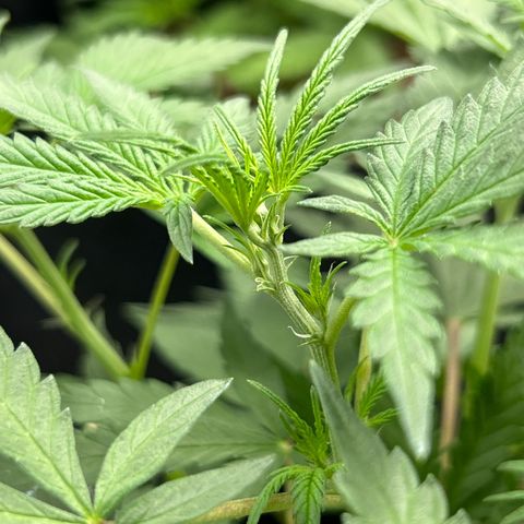 Cookies Autoflowering growlog timeline photo